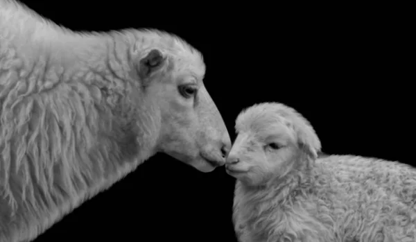 Belle Mère Mouton Embrasser Son Portrait Bébé Sur Fond Noir Images De Stock Libres De Droits