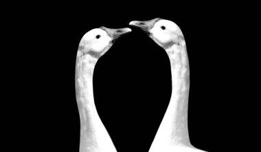 Siyah Arkaplanda İki Güzel Beyaz Kaz