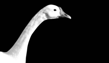 Siyah Arkaplanda Beyaz Kaz Yakın Çekimi