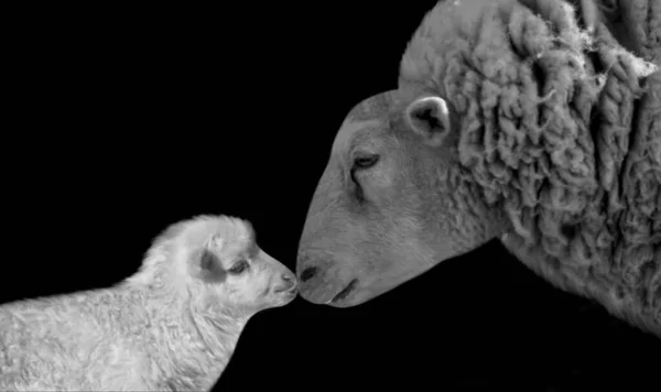 Cute Baby Sheep Kiss Her Mother Black Background — Stock Photo, Image