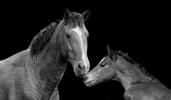 Младенец Лошадь Весело Матерью Черном Фоне — стоковое фото