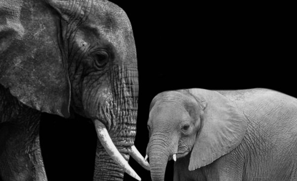 Heavy Mother Elephant And Baby Elephant Both On The Black Background