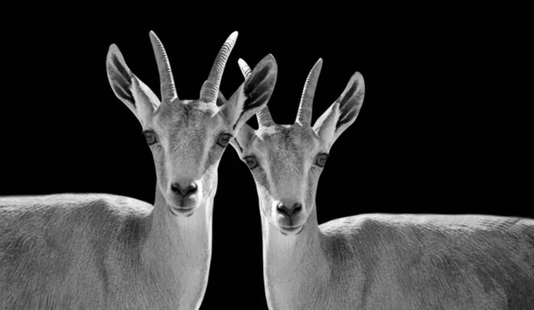Δύο Χαριτωμένο Μαύρο Και Άσπρο Ibex Πρόσωπο Στο Σκοτεινό Φόντο — Φωτογραφία Αρχείου