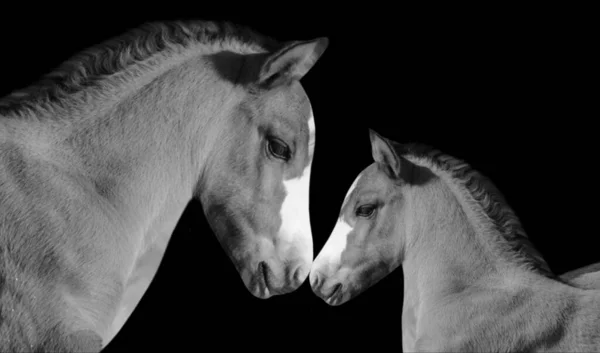 Beautiful Mother Horse Caring Her Baby On The Black Background