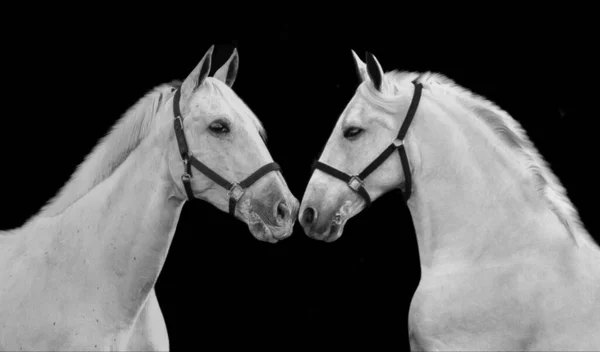 Δύο Όμορφα Κατοικίδια Άλογο Φιλί Στο Μαύρο Φόντο — Φωτογραφία Αρχείου