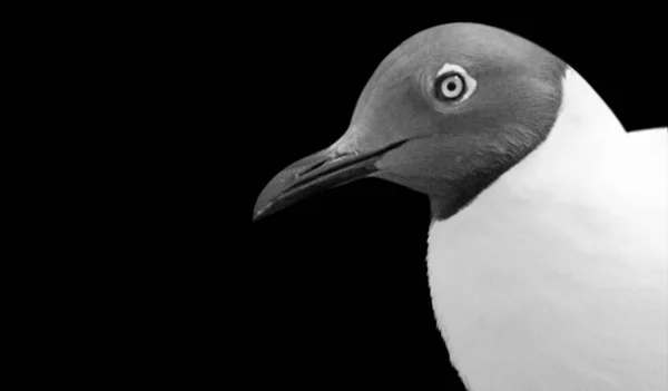 Птахи Чорними Головами Тлі — стокове фото