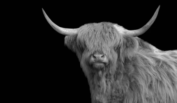 Beautiful Big Hair Highland Cattle Big Horn — Fotografia de Stock
