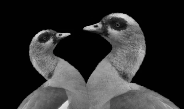 Beautiful Two Egyptain Goose Closeup Face Dark Background — Stockfoto