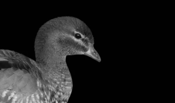 Schöne Süße Kleine Ente Porträt Auf Dem Schwarzen Hintergrund — Stockfoto