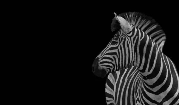 Schöne Zebra Stehen Auf Dem Schwarzen Hintergrund — Stockfoto