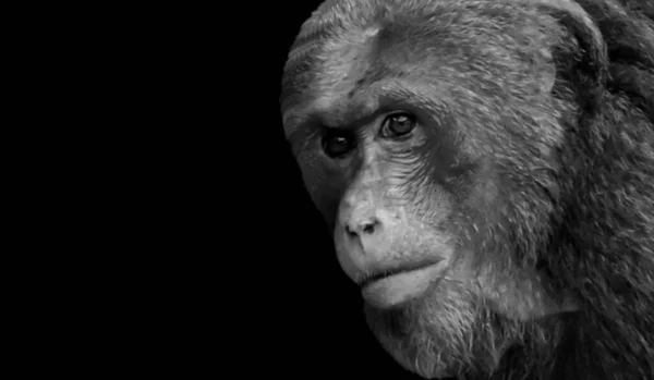 Μαύρο Και Άσπρο Monkey Closeup Πρόσωπο Στο Σκούρο Μαύρο Φόντο — Φωτογραφία Αρχείου