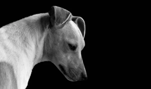 Чорний Білий Собака Крупним Планом Обличчя Чорному Тлі — стокове фото