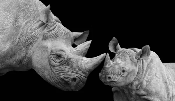Mother Baby Rhino Cute Face Black Background — Stockfoto