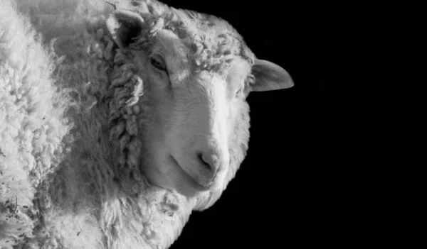 Sheep Closeup Face Black Background — 스톡 사진