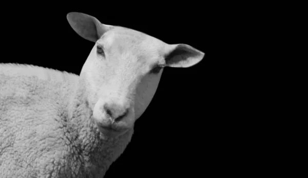 Funny Sheep Portrait Face Black Background — Foto de Stock