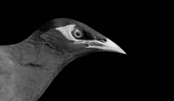 Common Myna Closeup Face Black Background — Stok fotoğraf