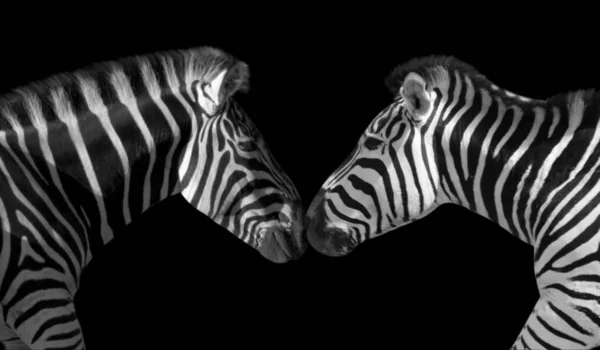 Black White Zebra Kiss Each Other Dark Black Background — стоковое фото