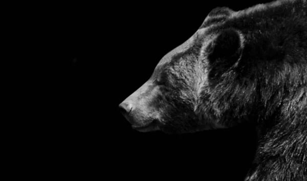 Dangerous Wild Black Bear Dark Background — Photo