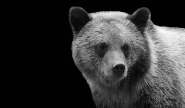 Wild Black Bear Face Dark Background — Φωτογραφία Αρχείου