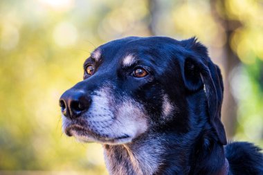 Dalgın Bir Köpeğin Portresi