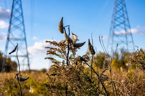 Usine Coton Fin Automne — Photo