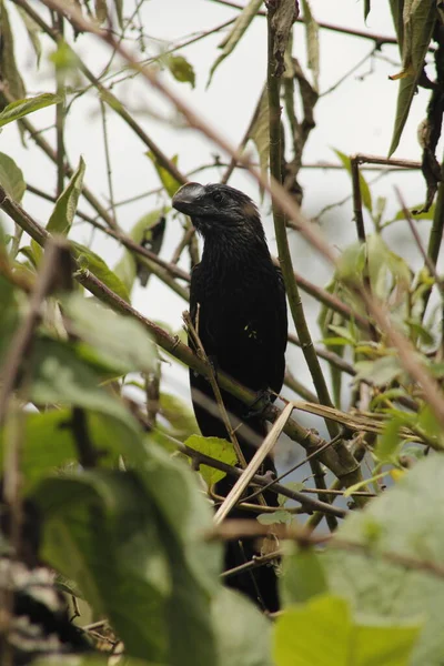 Une Photo Noir Blanc Corbeau Avec Son Bec Oiseau Vert — Photo