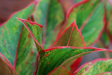 Kırmızı kenarlı bir yaprağın yakın plan fotoğrafı.