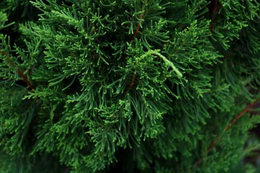 Yakın mesafeden yoğun yeşil ağaçlar alındı