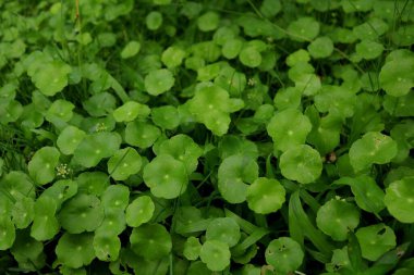 Yakın mesafeden yoğun yeşil ağaçlar alındı