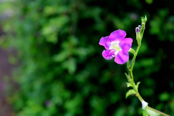 Photo Gros Plan Fleurs Violettes — Photo