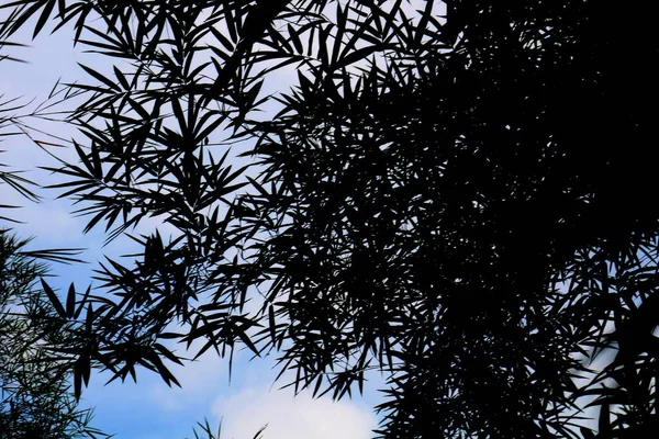 Nahaufnahme Von Bambuspflanzen Dunkeln — Stockfoto