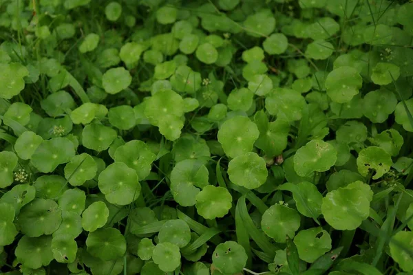 Täta Gröna Träd Tagna Nära Håll — Stockfoto