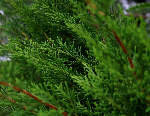 Плотные Зеленые Деревья Близкого Расстояния — стоковое фото
