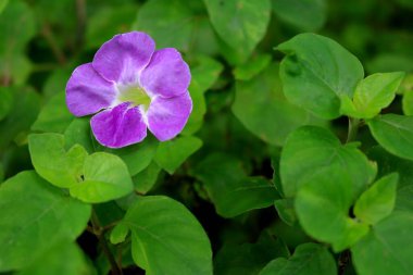 Arka planda yaprakları olan çiçeklerin yakın plan fotoğrafı