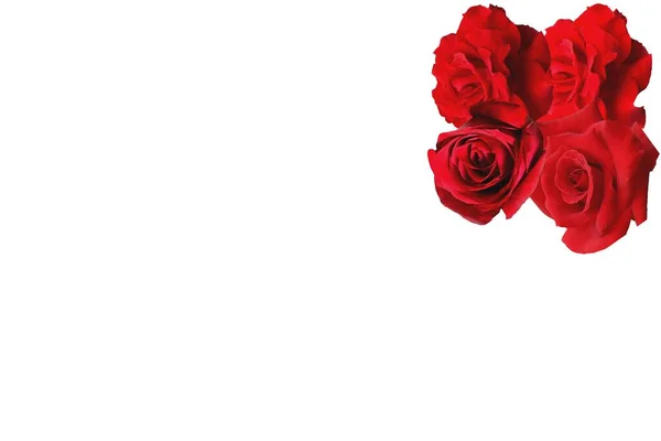 Κόκκινο Τριαντάφυλλο Λευκό Φόντο — Φωτογραφία Αρχείου