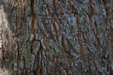 Ormanda büyük bir ağaç gövdesi, yakından çekilmiş.