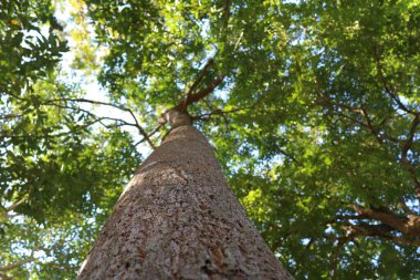 Ormanda büyük bir ağaç, aşağıdan yukarıya doğru alınmış..