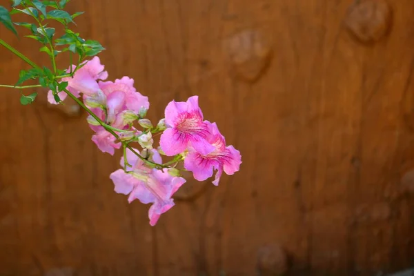 Imagen Flores Rosadas Sobre Fondo Madera —  Fotos de Stock