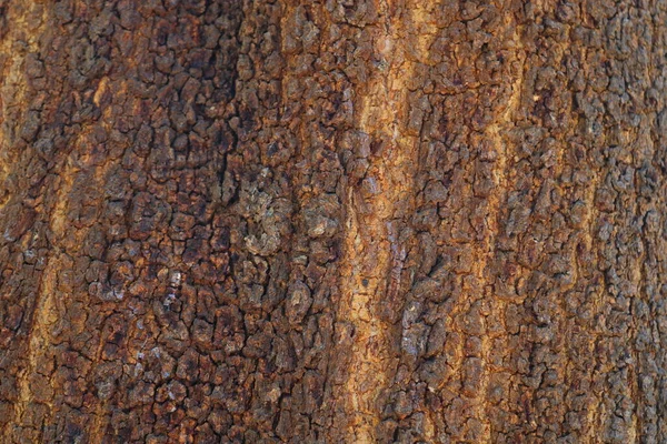 Ormanda Büyük Bir Ağaç Gövdesi Yakından Çekilmiş — Stok fotoğraf