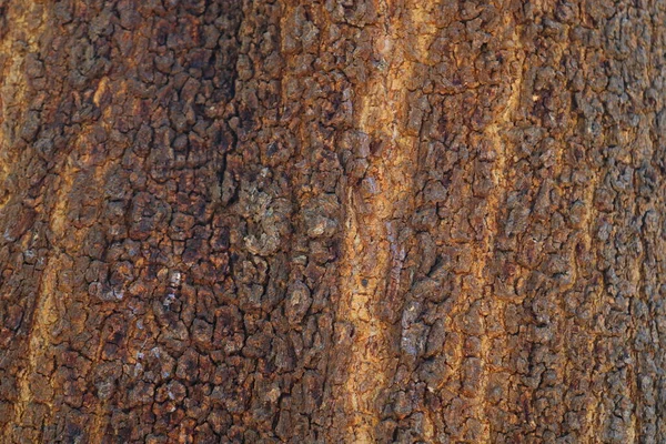 Ein Großer Baumstamm Wald Aus Der Nähe Betrachtet — Stockfoto