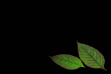 Siyah arkaplandaki arka plan yapraklarının izole edilmiş görüntüsü.