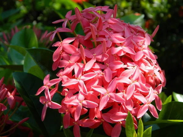 Foto Cerca Flores Rosadas —  Fotos de Stock