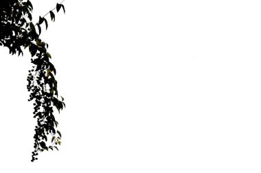 Beyaz arkaplanda bir ağacın izole edilmiş görüntüsü.