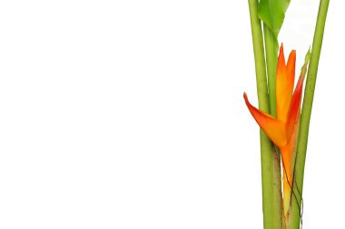 Beyaz arka planda sarı çiçekli bir ağacın izole edilmiş görüntüsü.