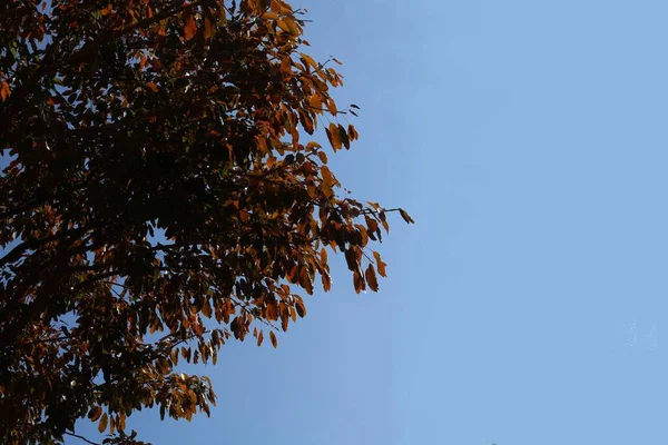 Foto Von Bäumen Auf Blauem Hintergrund — Stockfoto