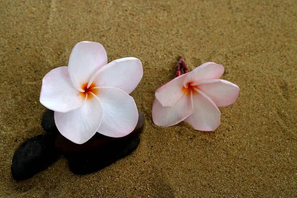 砂の上のフランジパニの花のクローズアップ写真 — ストック写真