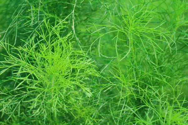 密生した緑の茂みのクローズアップ写真 — ストック写真
