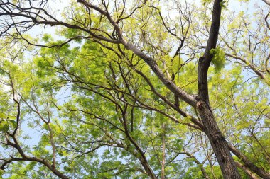 Fotoğraf, ormandaki büyük bir ağacın tepesine bakıyor..