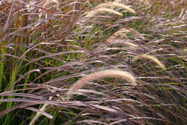 Close Photo Grass Blooms — Stock Photo, Image