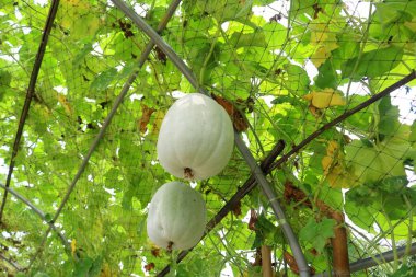 Kapağın binanın içinde sürünürken çekilmiş fotoğrafı.